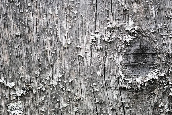 Moos auf einer alten Holzfläche. Retro Wand Hintergrund. — Stockfoto