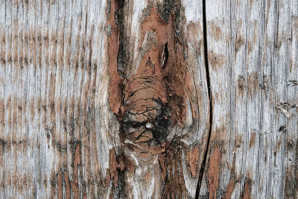 Old peeling paint. wood texture. the background — Stock Photo, Image