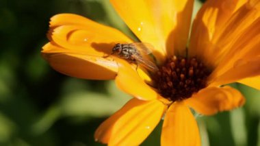 Güzel pembe devedikeni yaprakları rüzgarda sallanıyor. kireç bulanık arkaplan