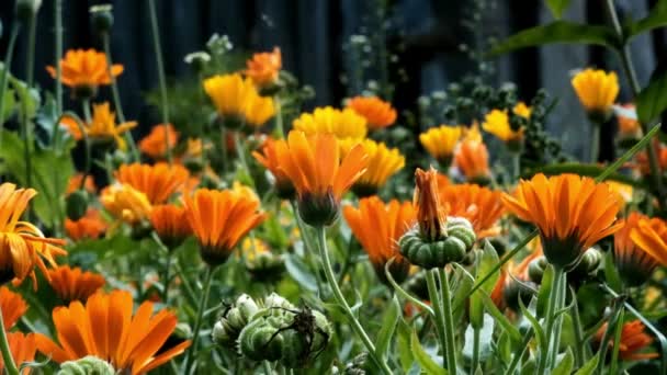 Güzel Pembe Devedikeni Yaprakları Rüzgarda Sallanıyor Kireç Bulanık Arkaplan — Stok video
