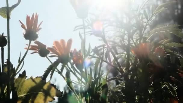 Krásné Jasně Růžové Bodláčí Okvětní Lístky Kolébat Větru Vápno Rozmazané — Stock video