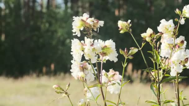 Vackra Ljusa Rosa Tistel Kronblad Svajar Vinden Kalk Suddig Bakgrund — Stockvideo