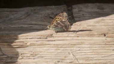 Güzel pembe devedikeni yaprakları rüzgarda sallanıyor. kireç bulanık arkaplan