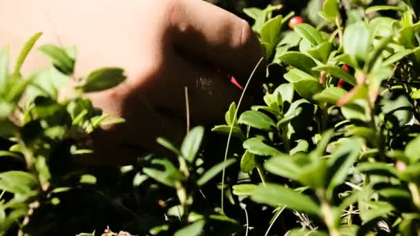 Schöne Leuchtend Rosa Distelblätter Wiegen Sich Wind Kalk Verschwommener Hintergrund — Stockvideo