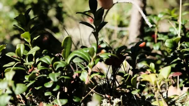 美丽而明亮的粉色茴香花瓣在风中摇曳 石灰模糊背景 — 图库视频影像