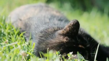 Güzel pembe devedikeni yaprakları rüzgarda sallanıyor. kireç bulanık arkaplan
