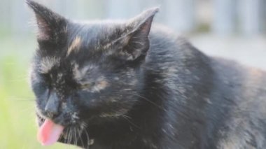 Güzel pembe devedikeni yaprakları rüzgarda sallanıyor. kireç bulanık arkaplan