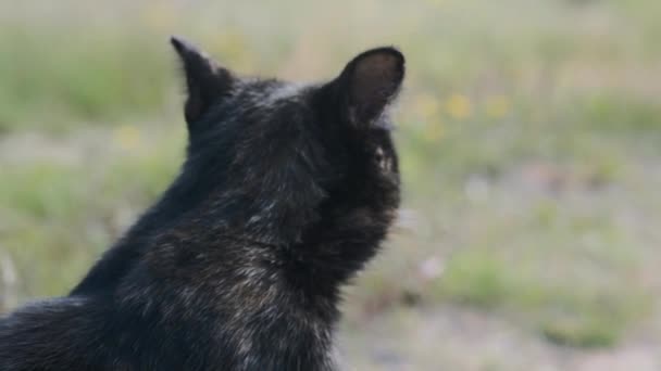 Beaux Pétales Chardon Rose Vif Balancent Dans Vent Fond Flou — Video