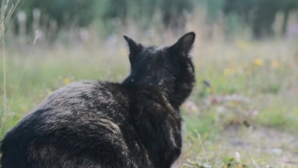 de beaux pétales de chardon rose vif se balancent dans le vent. fond flou citron vert 