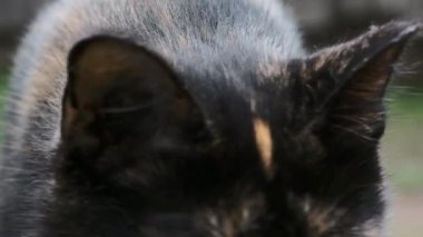 Güzel pembe devedikeni yaprakları rüzgarda sallanıyor. kireç bulanık arkaplan