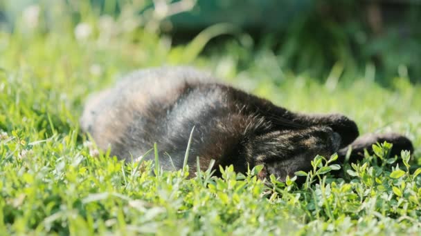 Beaux Pétales Chardon Rose Vif Balancent Dans Vent Fond Flou — Video