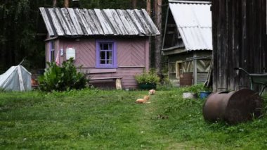 Güzel pembe devedikeni yaprakları rüzgarda sallanıyor. kireç bulanık arkaplan