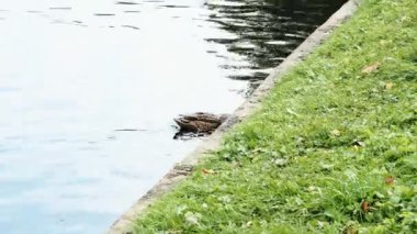 Güzel pembe devedikeni yaprakları rüzgarda sallanıyor. kireç bulanık arkaplan