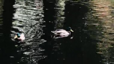 Güzel pembe devedikeni yaprakları rüzgarda sallanıyor. kireç bulanık arkaplan