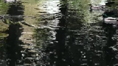 Güzel pembe devedikeni yaprakları rüzgarda sallanıyor. kireç bulanık arkaplan