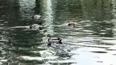 Güzel pembe devedikeni yaprakları rüzgarda sallanıyor. kireç bulanık arkaplan