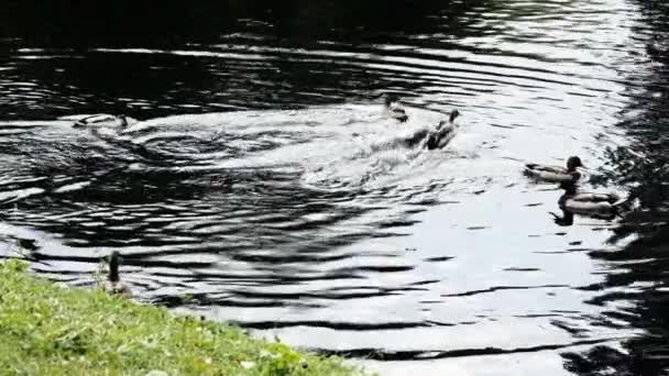 Krásné Jasně Růžové Bodláčí Okvětní Lístky Kolébat Větru Vápno Rozmazané — Stock video