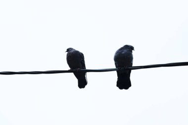 Kuşlar soğuk sonbahar havasında hafif arka planda kablolar üzerinde donar.