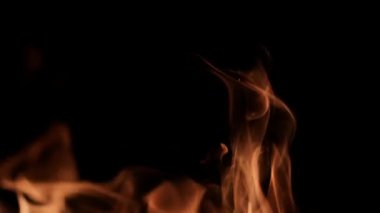 Güzel pembe devedikeni yaprakları rüzgarda sallanıyor. kireç bulanık arkaplan