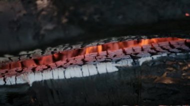 Güzel pembe devedikeni yaprakları rüzgarda sallanıyor. kireç bulanık arkaplan