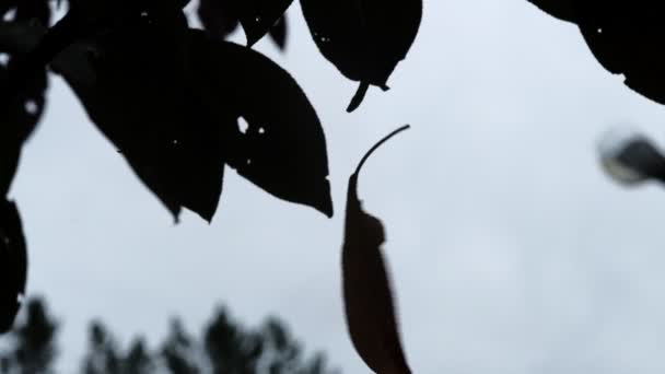 美丽而明亮的粉色茴香花瓣在风中摇曳 石灰模糊背景 — 图库视频影像