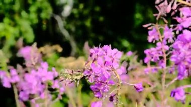 Açık havada yaz otlağında söğüt çiçeği.