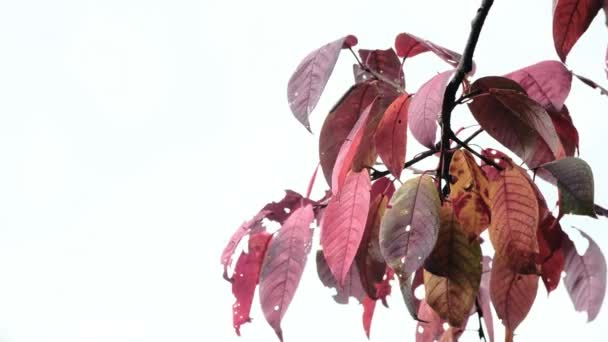 Schöne Leuchtend Rosa Distelblätter Wiegen Sich Wind Kalk Verschwommener Hintergrund — Stockvideo