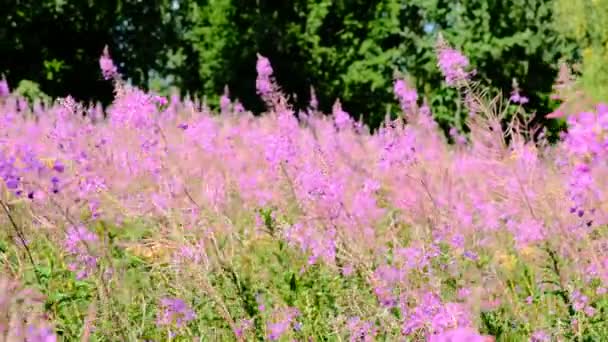 Weidenkraut Auf Einer Sommerwiese Bei Klarem Wetter — Stockvideo