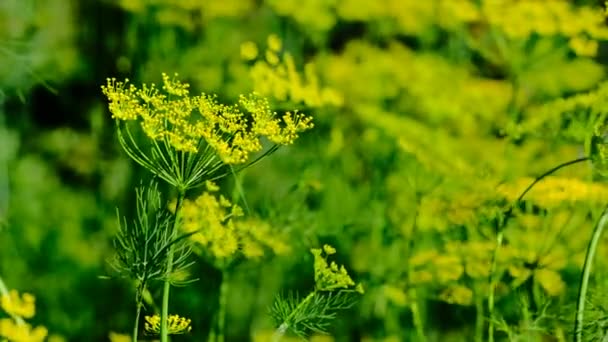 風から開花するディルが揺れる スローモーション — ストック動画