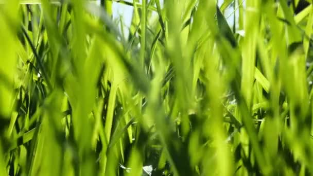 Exuberante Grama Verde Vibrante Luz Solar Brilhante Oscila Vento — Vídeo de Stock