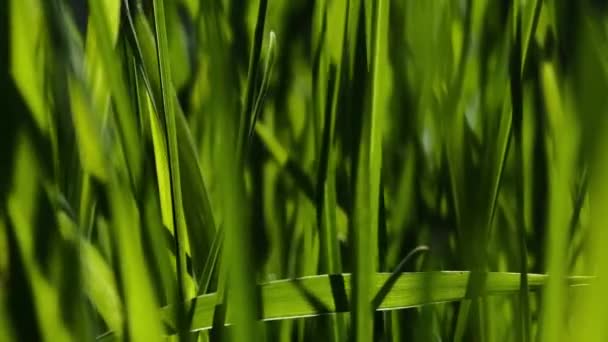 太陽の光に照らされた緑豊かな緑の草が風に揺れる — ストック動画
