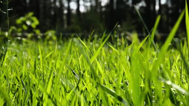 Πλούσιο Ζωντανό Πράσινο Γρασίδι Στο Φωτεινό Φως Του Ήλιου Ταλαντεύεται — Αρχείο Βίντεο