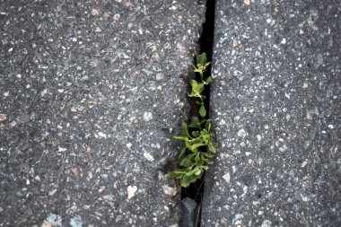 Çatlak asfalt ve betondan büyüyen papatya çiçeği
