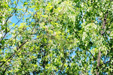 Bahar güneşi uzun ağacın gölgesinde parlıyor. Yaprak döken ormanda güneş ışığı, yaz doğası, güneşli gün. Taze yeşil yapraklı Ağacın Üst Dalları.