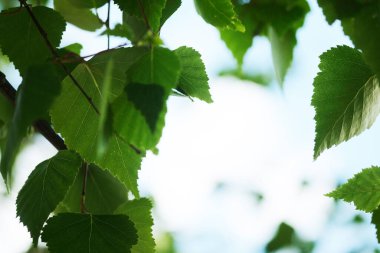 Bahar güneşi uzun ağacın gölgesinde parlıyor. Yaprak döken ormanda güneş ışığı, yaz doğası, güneşli gün. Taze yeşil yapraklı Ağacın Üst Dalları.