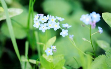 Çayır bitkisi arka planı: mavi küçük çiçekler - Unutma-beni-kapatma ve yeşil çimenler.