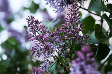 Bahar çiçekleriyle dallar pembe leylak çiçekleri, çiçek açan arka planlar..