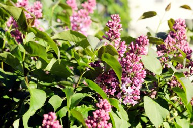 Bahar çiçekleriyle dallar pembe leylak çiçekleri, çiçek açan arka planlar..