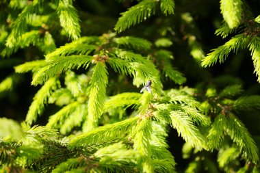 bir kürk ağacı veya çam ağacının yeşil dikenli dalları
