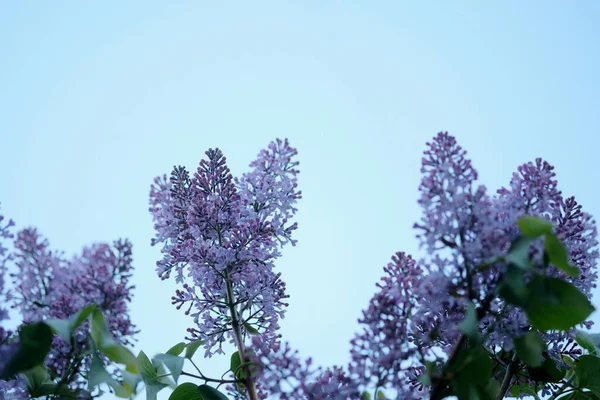 春の花と枝ピンクライラックの花 花の背景を咲かせます — ストック写真