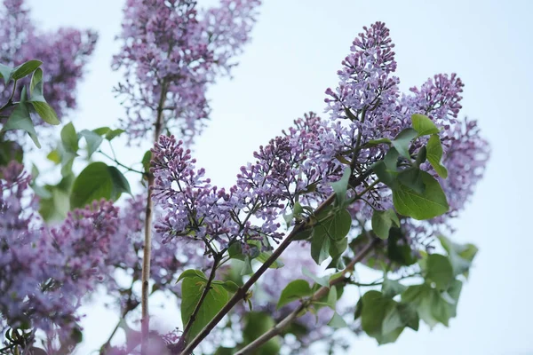 Branch Spring Blossoms Pink Lilac Flowers Blooming Floral Background — Stock Photo, Image