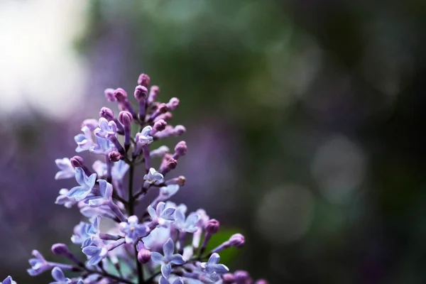 Filial Med Fjäder Blommor Rosa Lila Blommor Blommande Blommig Bakgrund — Stockfoto