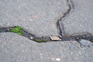 Asfaltta filizlenen, asfaltta filizlenen bitki, doğanın gücü.,