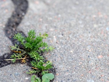 Asfaltta filizlenen, asfaltta filizlenen bitki, doğanın gücü.,