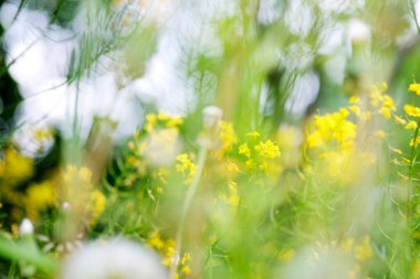 Çayırdaki karahindiba güneş ışığının arka planına karşı. Bulanık arkaplan