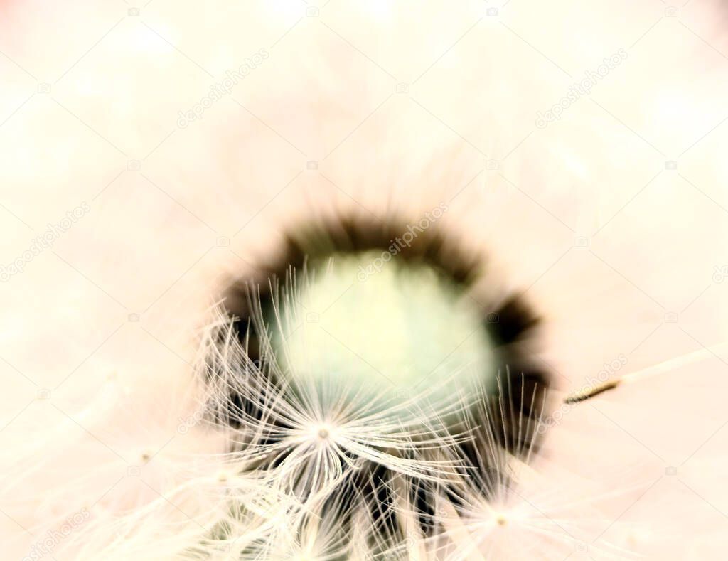 Dandelion in the meadow against the background of sunlight. faded. seeds fly on parachutes