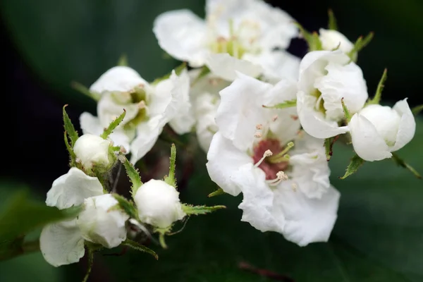 Photographed Close White Jasmine Flowers — Stock Photo, Image