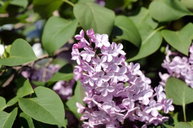 Çiçek açan leylağın bahar dalı