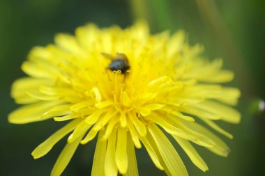 Böcek parlak bir çiçeğin üzerinde oturuyor anne ve üvey anne.