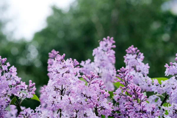 Spring Branch Blossoming Lilac — Stock Photo, Image